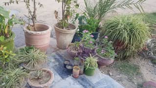 plants with pots for sale