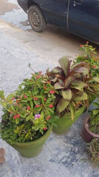 plants with pots for sale 1