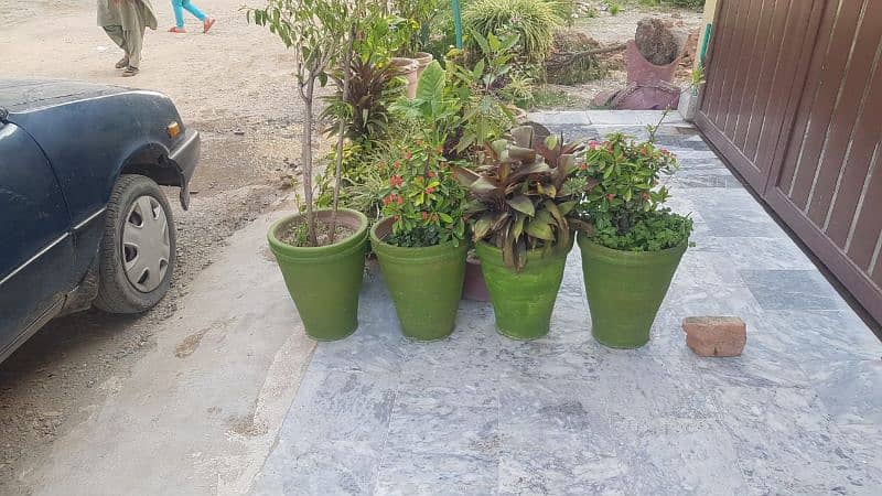 plants with pots for sale 5