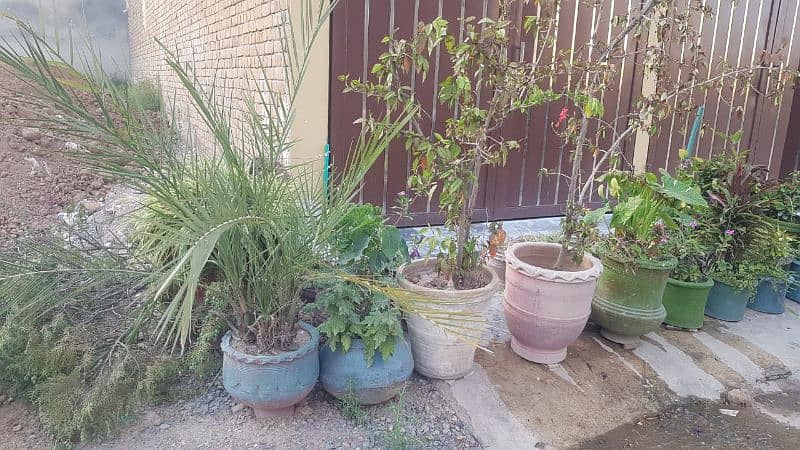 plants with pots for sale 7