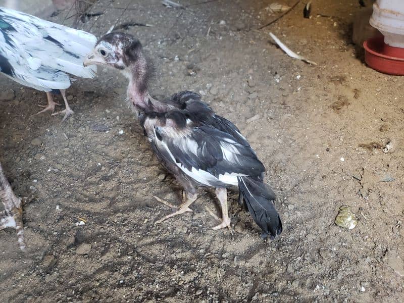 Aseel female with 2 chicks 3