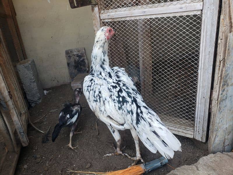 Aseel female with 2 chicks 4