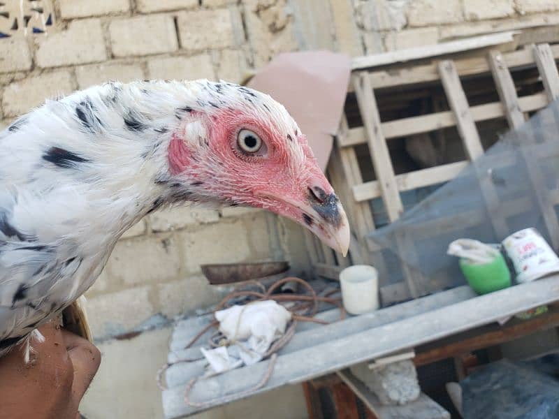 Aseel female with 2 chicks 5