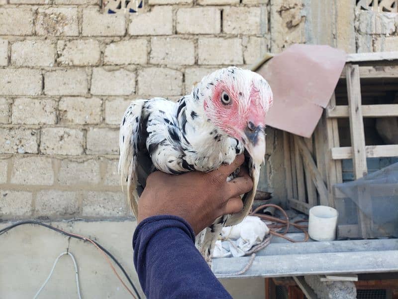 Aseel female with 2 chicks 7