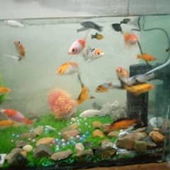 fish aquarium for sale/aquarium