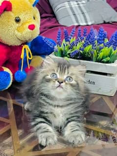 Beautiful persian cats are available in all ages