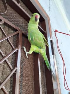 urgent sale katha pair green parrot healty and active . 0