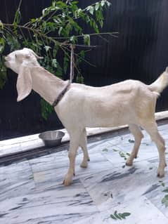 Female goat (Bakri) for sale