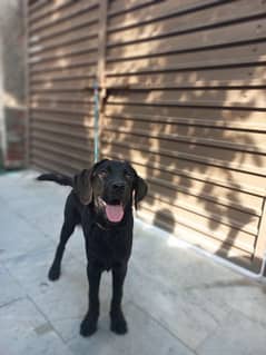 Labrador retriever 6 months puppy (female)