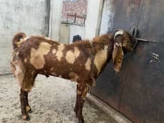 Pure Sheera Beetal Bakra Age 6 Dant Height 44