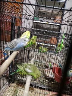 Australian budgies 9-10 months ready to breed