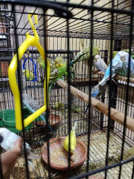 Australian budgies 9-10 months ready to breed 1