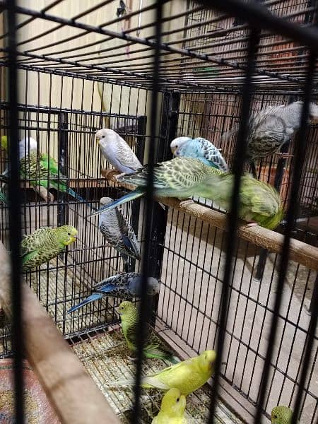 Australian budgies 9-10 months ready to breed 4