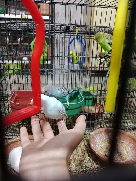 Australian budgies 9-10 months ready to breed 6