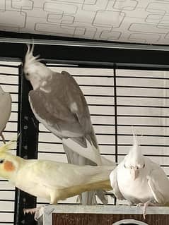 cockatiel birds