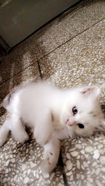 Persian kitten @perisan kitten@ kitten @ white@blue eye @coated@cats 5