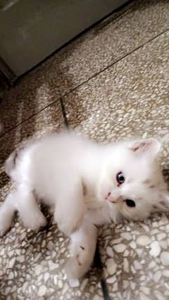 Persian kitten@ kitten @ blue eye kitten @ cat@ Siamese cat@ perisan