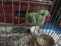 i am selling raw parrots active