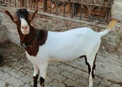 Laal abluk tedda for sale 0