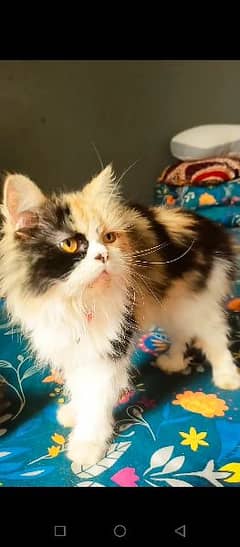 Persian adult male female cat