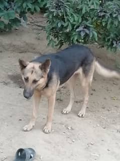 German shepherd female