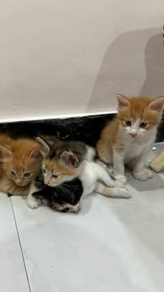 4 Kittens