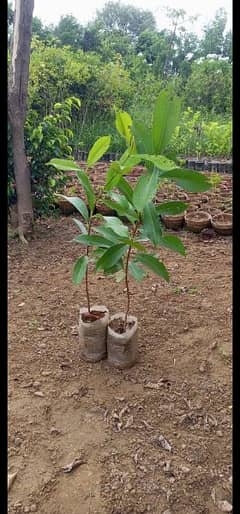 jaman plant for sale 0