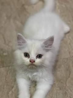 Triple coat Persian Kittens.