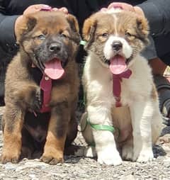 alabai security Dog 2 month pair for sale heavy bone