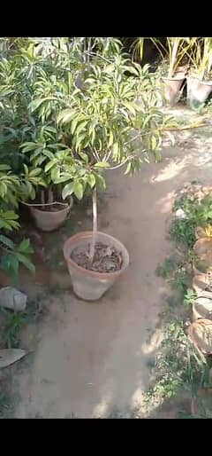 chiko plants for sale