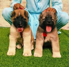 Kurdish Kangal security dog 2 month pair for sale