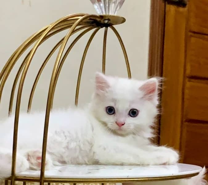 percian white triple coated kittens 3