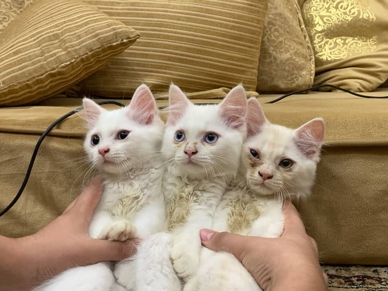 percian white triple coated kittens 2