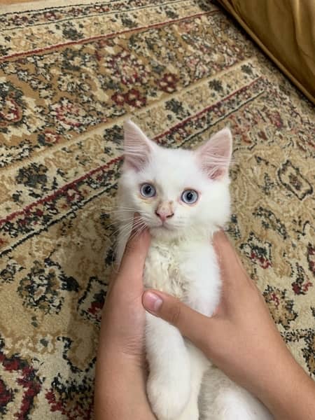 percian white triple coated kittens 4