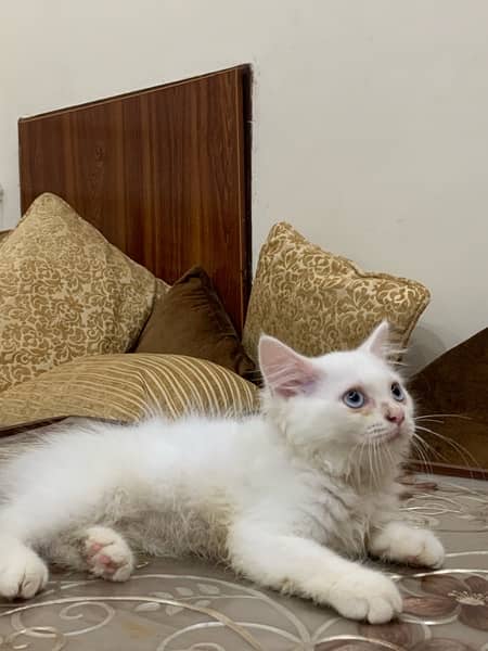 percian white triple coated kittens 5