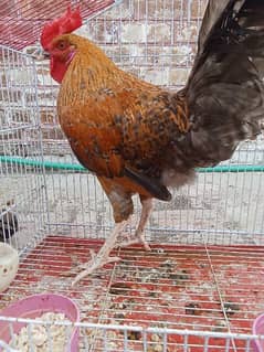 Desi Male And Female Hen Pair Available For In Affordable Price. 0