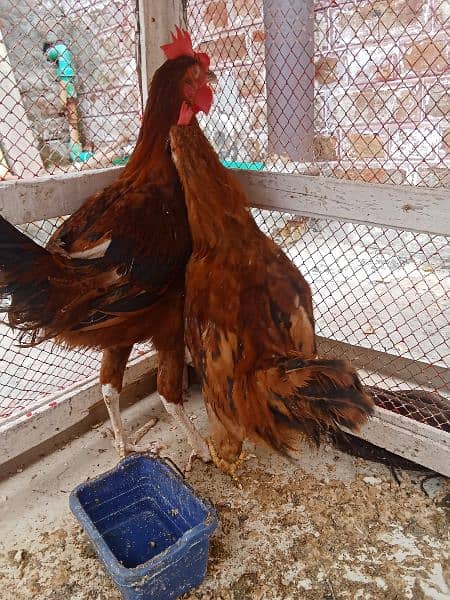 Desi Male And Female Hen Pair Available For In Affordable Price. 2