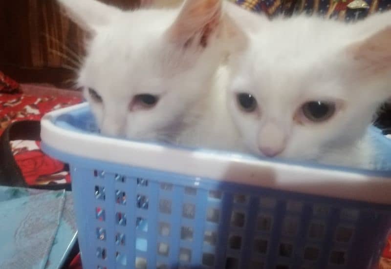 male persian kittens 0