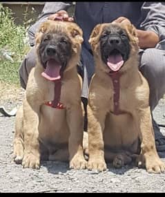 Kurdish Kangal security dog 3 month pair for sale heavy bone