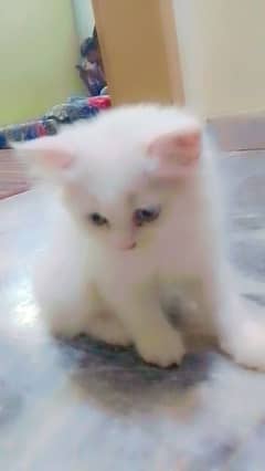 Persian cat 2 month white cat female