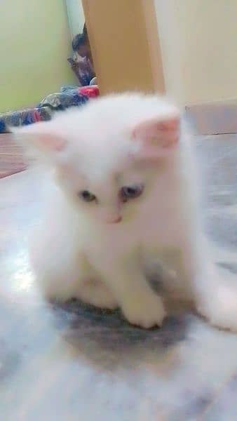 Persian cat 2 month white cat female 0