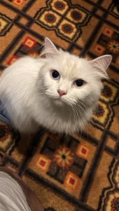 persian female Cat for Sale