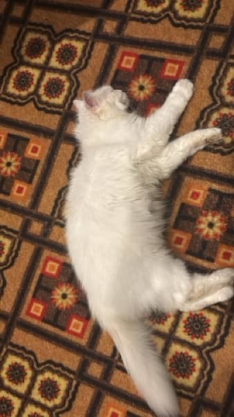 persian female Cat for Sale 1