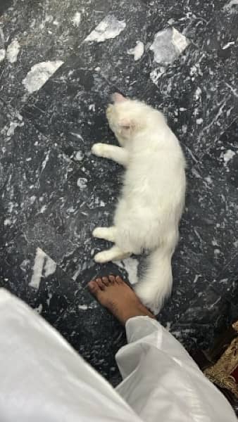 persian female Cat for Sale 2