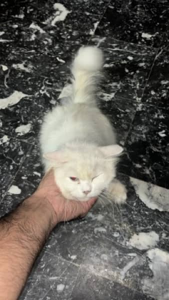 persian female Cat for Sale 4