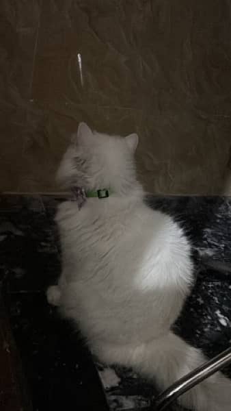 persian female Cat for Sale 6