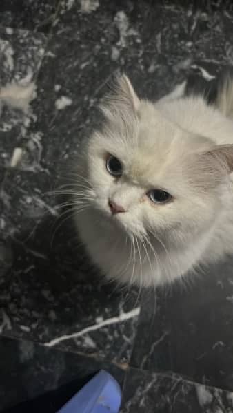 persian female Cat for Sale 8