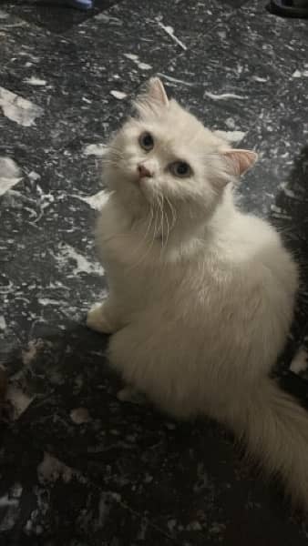 persian female Cat for Sale 9