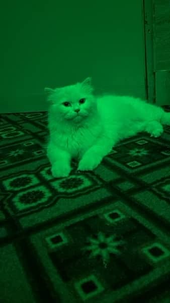 persian female Cat for Sale 10