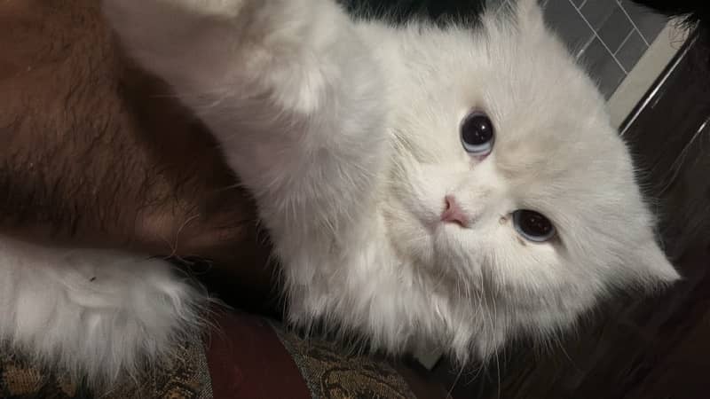 persian female Cat for Sale 11